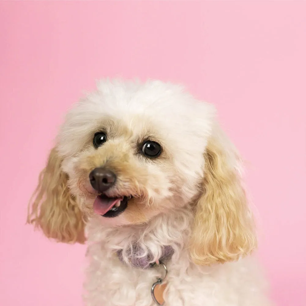 'Cotton Candy' Collection Half Width Photography Studio Paper Backdrop Set (1.36 x 10M) - Bundle