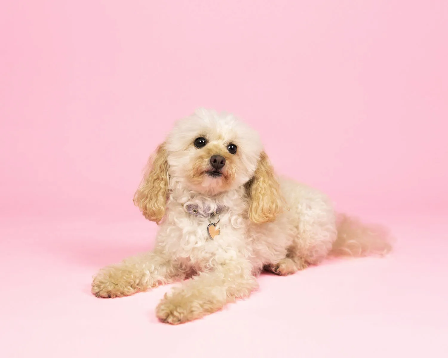 'Cotton Candy' Collection Half Width Photography Studio Paper Backdrop Set (1.36 x 10M) - Bundle