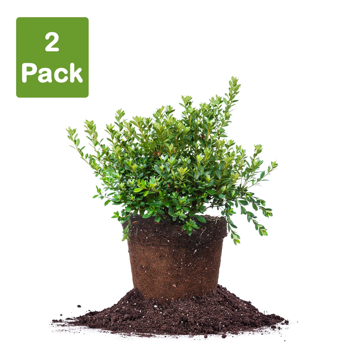 Fashion Azalea Shrub
