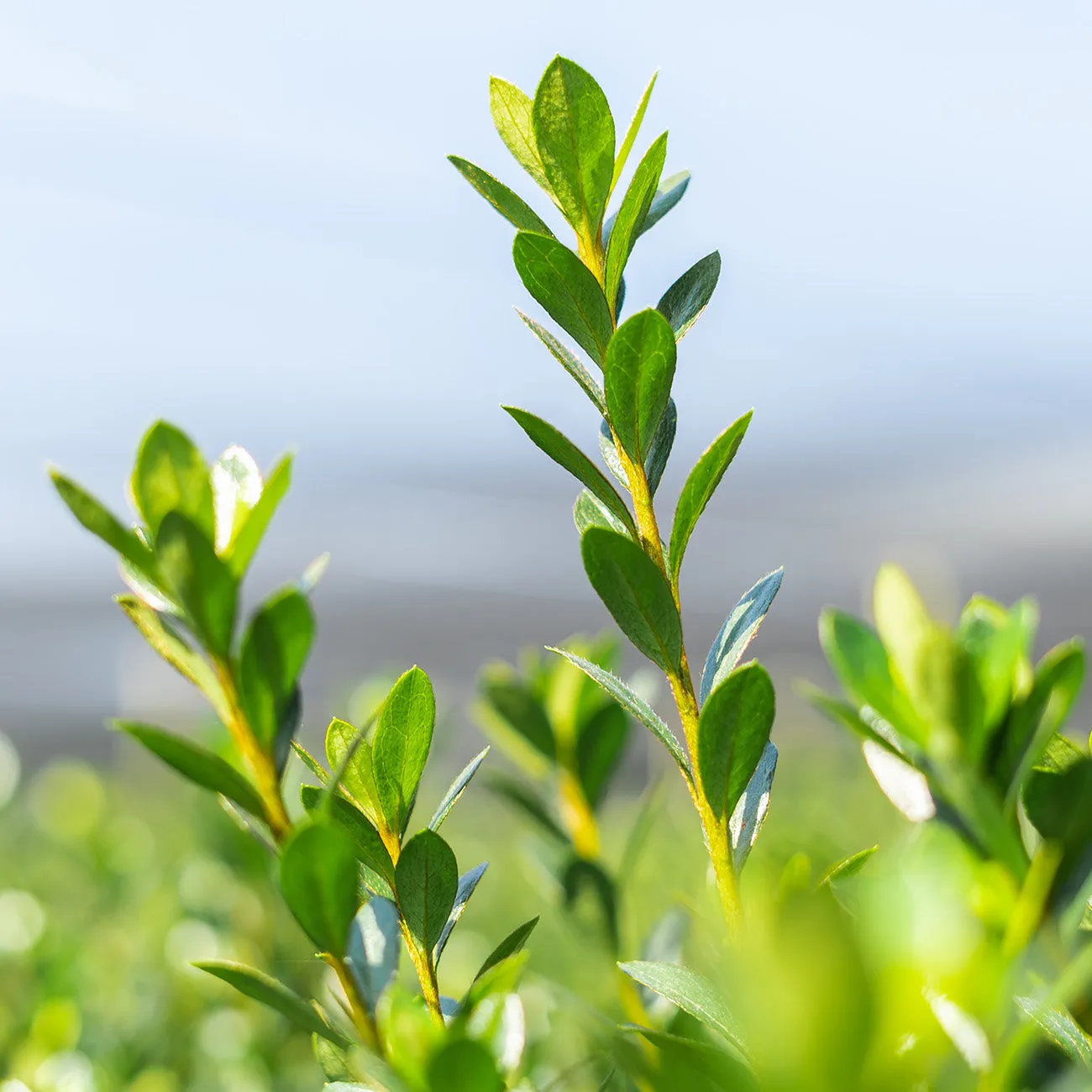 Fashion Azalea Shrub