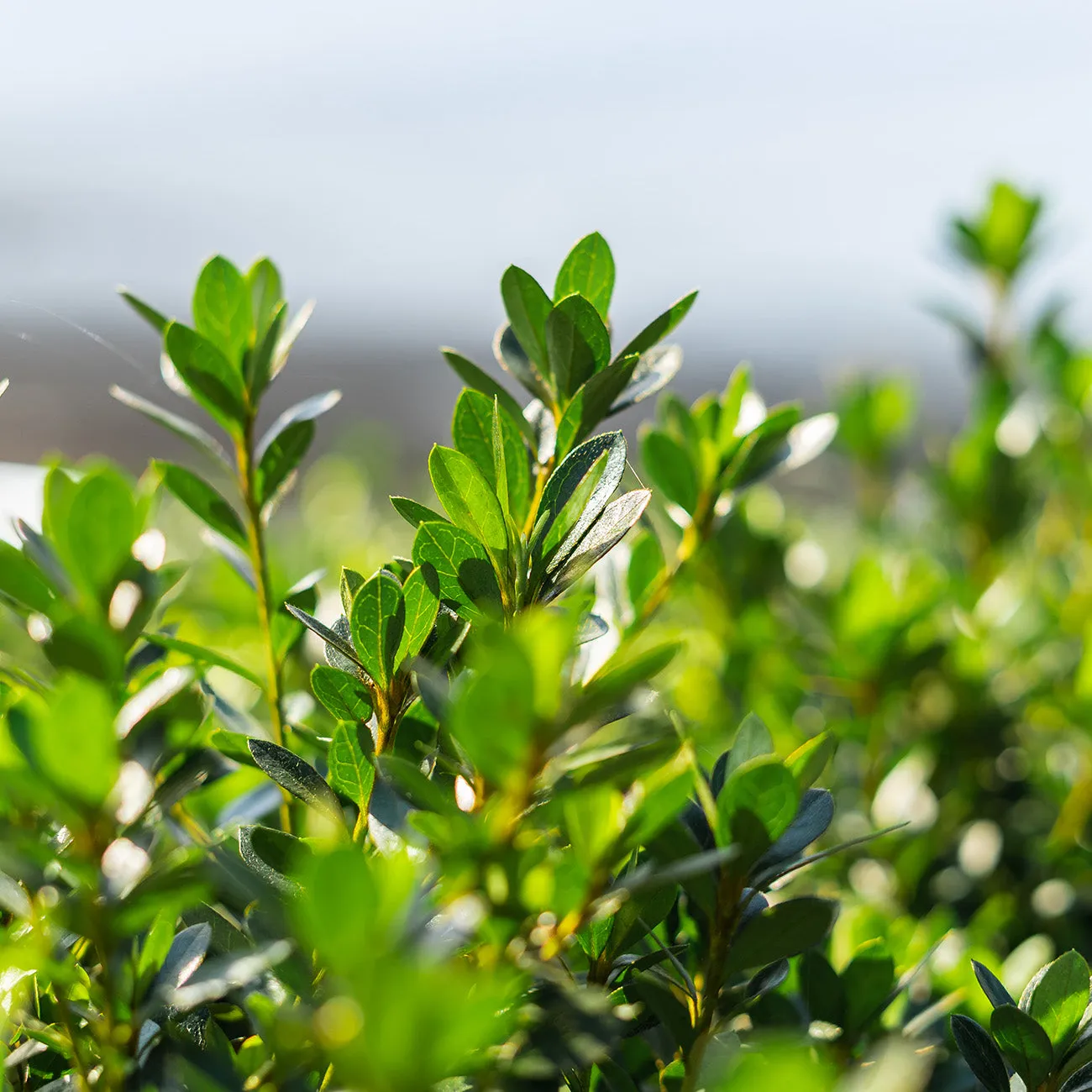 Fashion Azalea Shrub