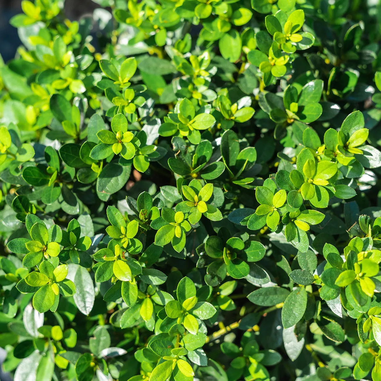 Fashion Azalea Shrub