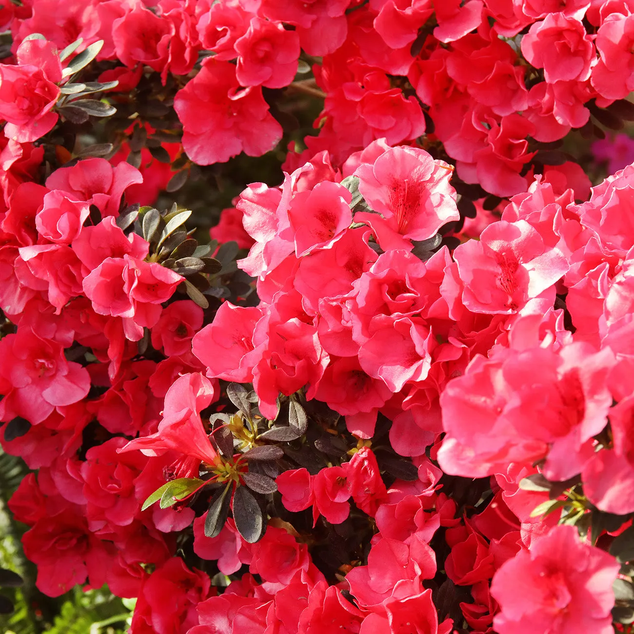 Fashion Azalea Shrub